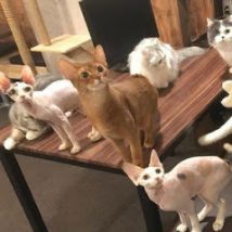 CatCafe 進ゲキの猫