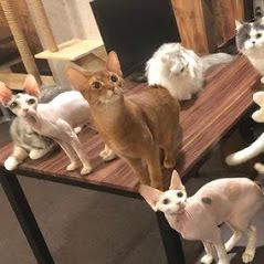CatCafe 進ゲキの猫